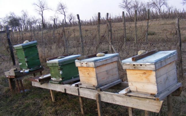 Hoții au atentat la … mierea de albine! - furt-1363262649.jpg