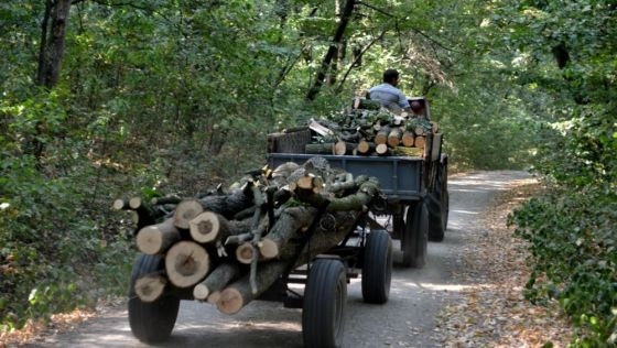 La Constanța se fură și copacii de pe marginea drumului! - furtcopaci-1414698850.jpg