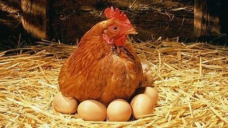 Pe teritoriul României nu mai există găini ouătoare stresate, asigură ANSVSA - gaina-1332772511.jpg