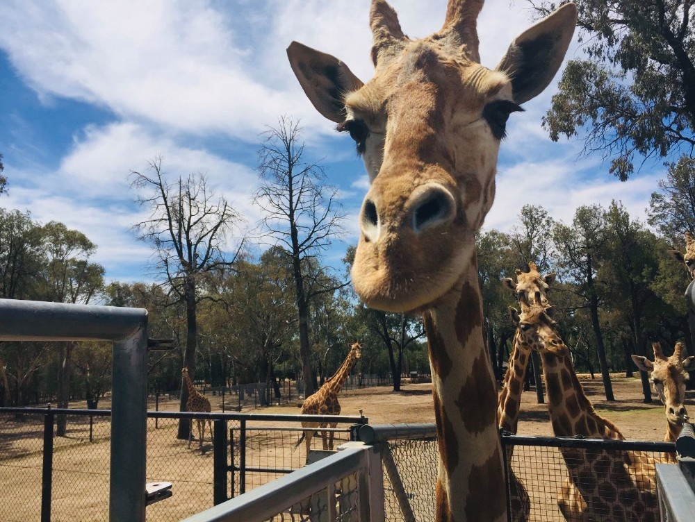 Momo, cea mai bătrână girafă a murit, în Japonia. Cum i-a cucerit pe oameni timp de 32 de ani - girafa-1639403123.jpg