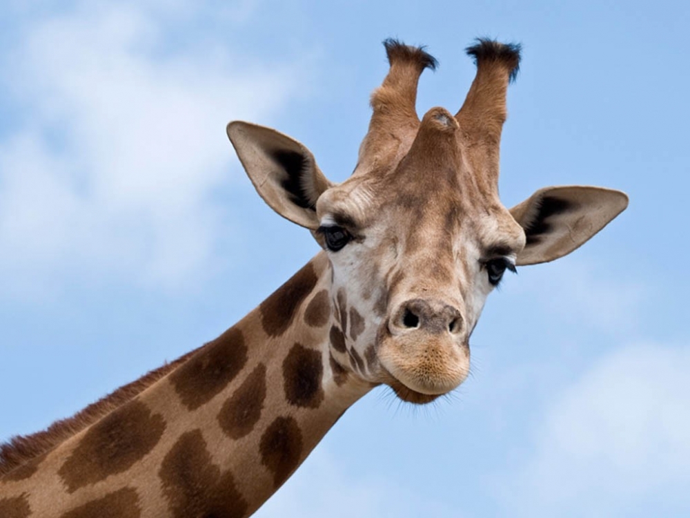Girafa, senzația acestui an la Circul Vargas - girafafoto-1405513010.jpg
