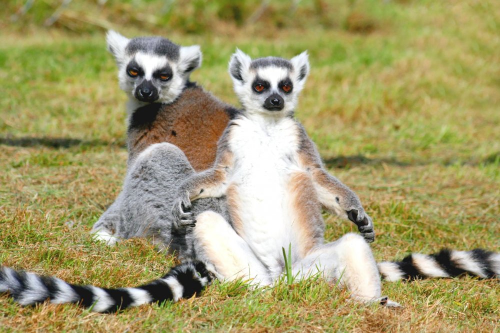 Grădina zoologică din Wellington şi-a dublat populaţia de lemuri cu coadă inelată - gradinazoologica-1665579933.jpg