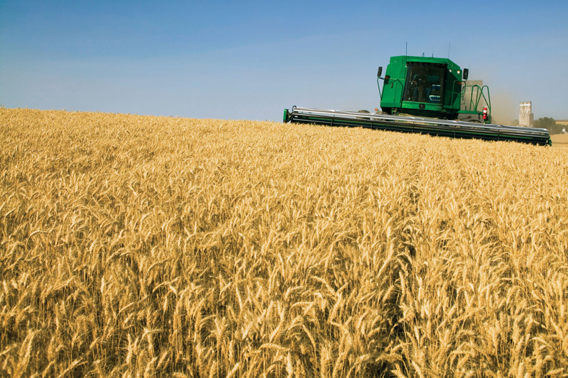 Agricultura a dat chix. Producții la jumătate anul acesta, la grâu și orz - grau-1339702033.jpg