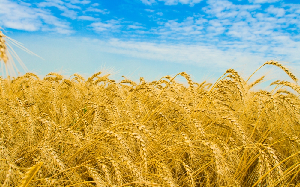 România a exportat de două ori mai mult grâu și porumb, în primele patru luni din 2012 - grau-1342422096.jpg