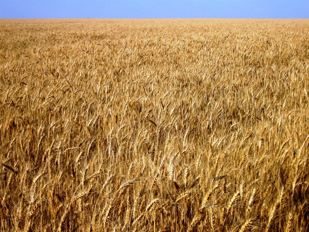 Producția mondială de grâu ar putea atinge un nou record în anul agricol 2013 - 2014 - grau-1362652356.jpg