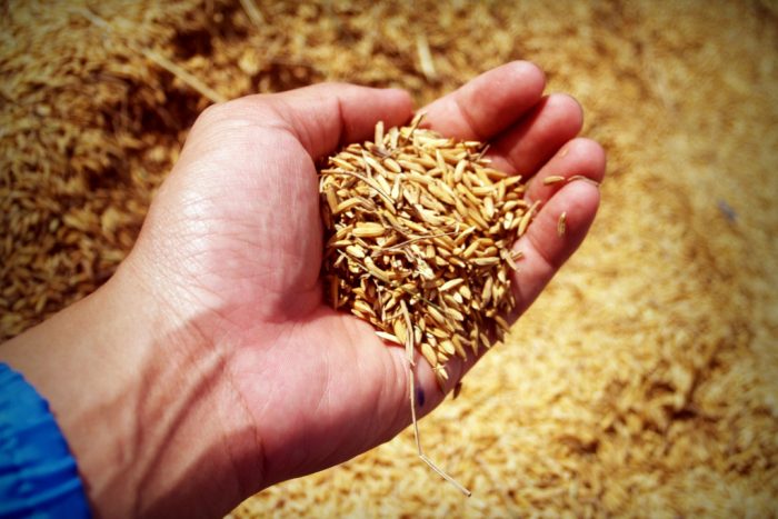Fermierii au adunat nouă milioane de tone de grâu, o producţie care asigură necesarul de hrană şi disponibilităţi pentru export - grau-1664893736.jpg