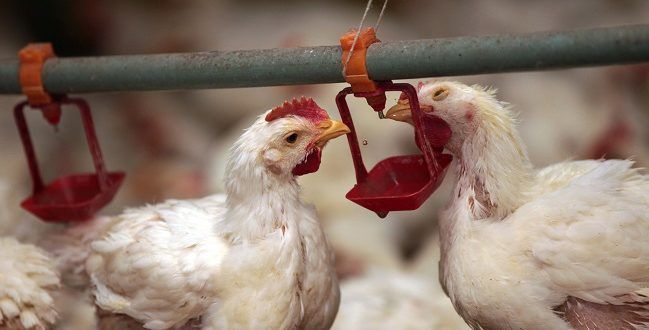Creşterea numărului persoanelor infectate cu gripa aviară în China suscită îngrijorare în rândul experţilor - gripa-1635240448.jpg