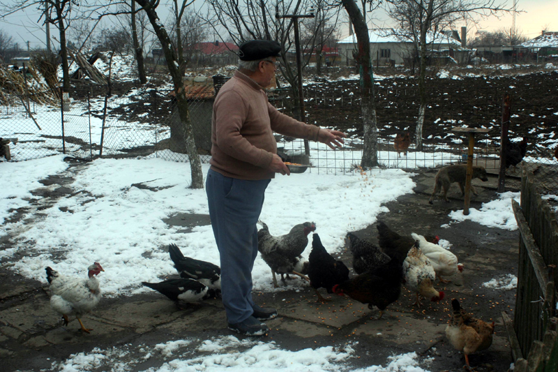 Două focare de gripă aviară în gospodării din județul Constanța - gripaaviaratopraisarsc46-1487006756.jpg