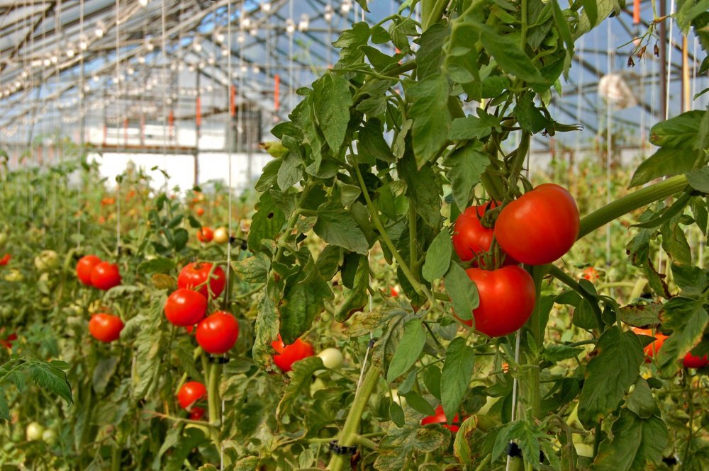 Guvernul a extins perioada de valorificare a tomatelor - guvernulaextinsperioadadevalorif-1591980732.jpg