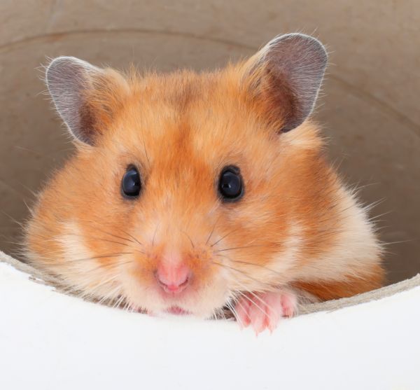 Coronavirus: Teste realizate pe hamsteri au dovedit eficacitatea măștilor sanitare - hamsteri-1589785272.jpg