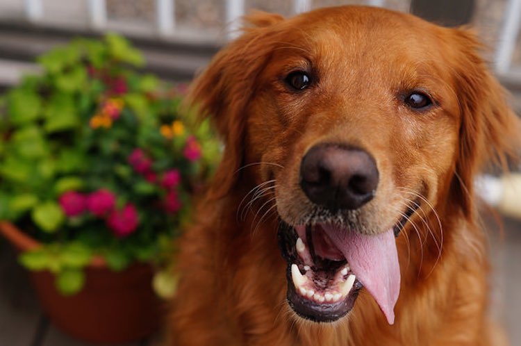 Se inaugurează primul muzeu dedicat câinilor fără stăpân - happydogccrburtzel-1601567587.jpg