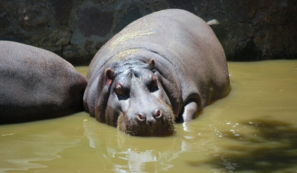 Turist omorât de ... un hipopotam! - hipopoza-1534144421.jpg