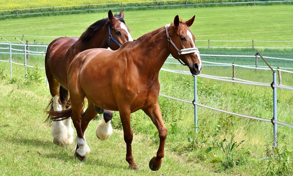 Top 5 rase de cai omologate în România - httpswwwcugetliberrotop5rasedeca-1614949193.jpg