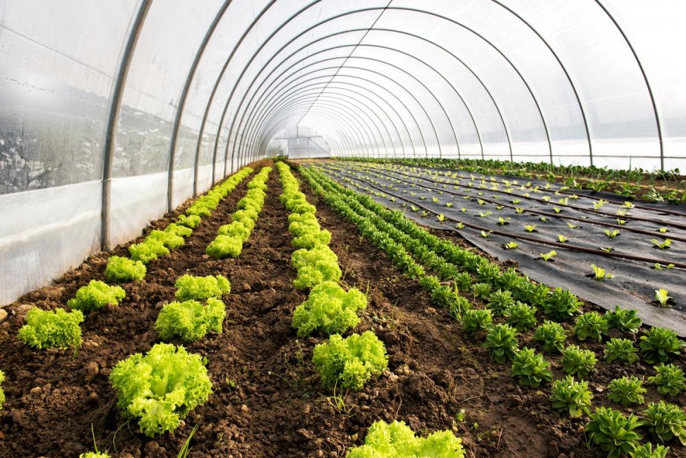 Iată ce îi așteaptă pe producătorii de legume în spații protejate - iataceiiasteaptapeproducatoriide-1644942454.jpg