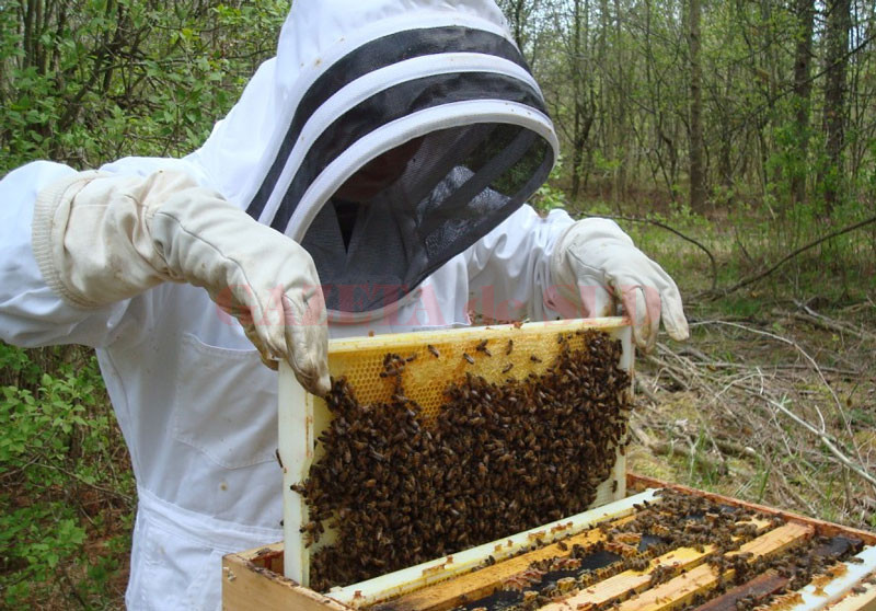 Iată până când pot solicita apicultorii finanțare - iatapanacandpotsolicitaapicultor-1528022141.jpg