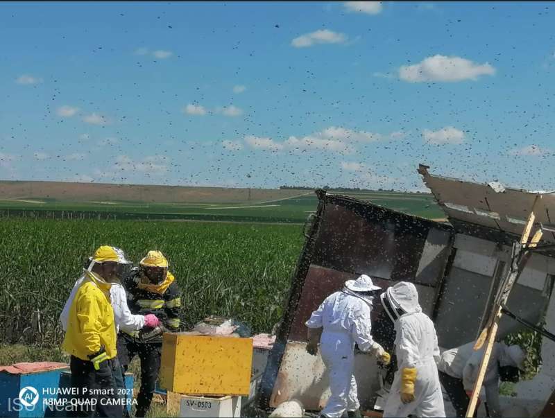 Doi pompieri au mutat în câmp majoritatea stupilor cu albine din autoutilitara răsturnată de dimineață - ici25622albineneamt-1656162609.jpg