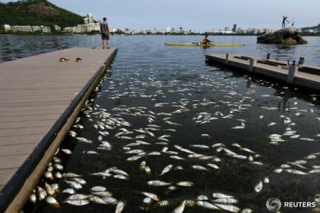 JO2016: Peste 30 de tone de pește mort îndepărtate din baza olimpică de canotaj de la Rio - imageresize1-1429177296.jpg