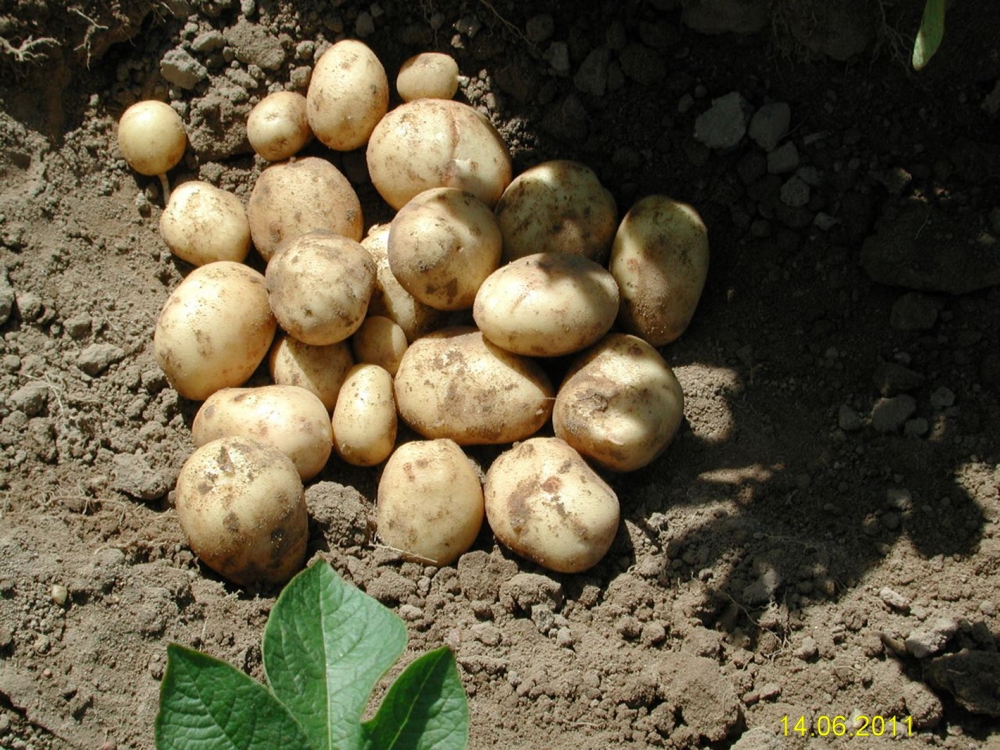 INS/ Cartofii, campioni la scumpiri în luna august - imaginevandcartofinoi2011product-1349860514.jpg