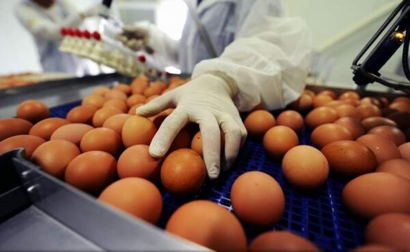 Autoritățile române, în alertă! Peste patru milioane de ouă au fost contaminate cu o substanță periculoasă - img2-1547110426.jpg