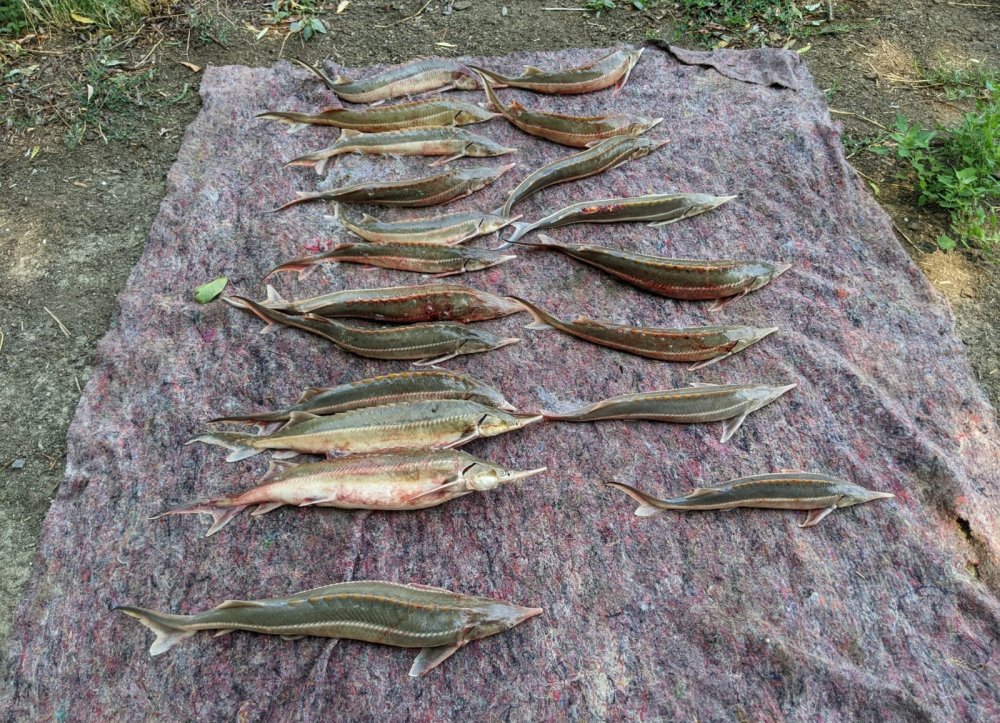 20 de sturioni pescuiţi ilegal din Dunăre au fost redaţi mediului. Doi bărbaţi, cercetaţi de oamenii legii - img20220812wa00011-1660290648.jpg