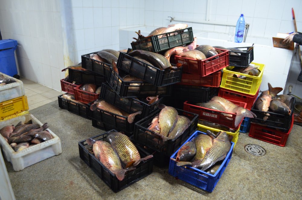 CAPTURĂ IMPORTANTĂ! 132 kg de pește, fără documente justificative, descoperite de polițiștii de frontieră - img20230224wa0002-1677225370.jpg