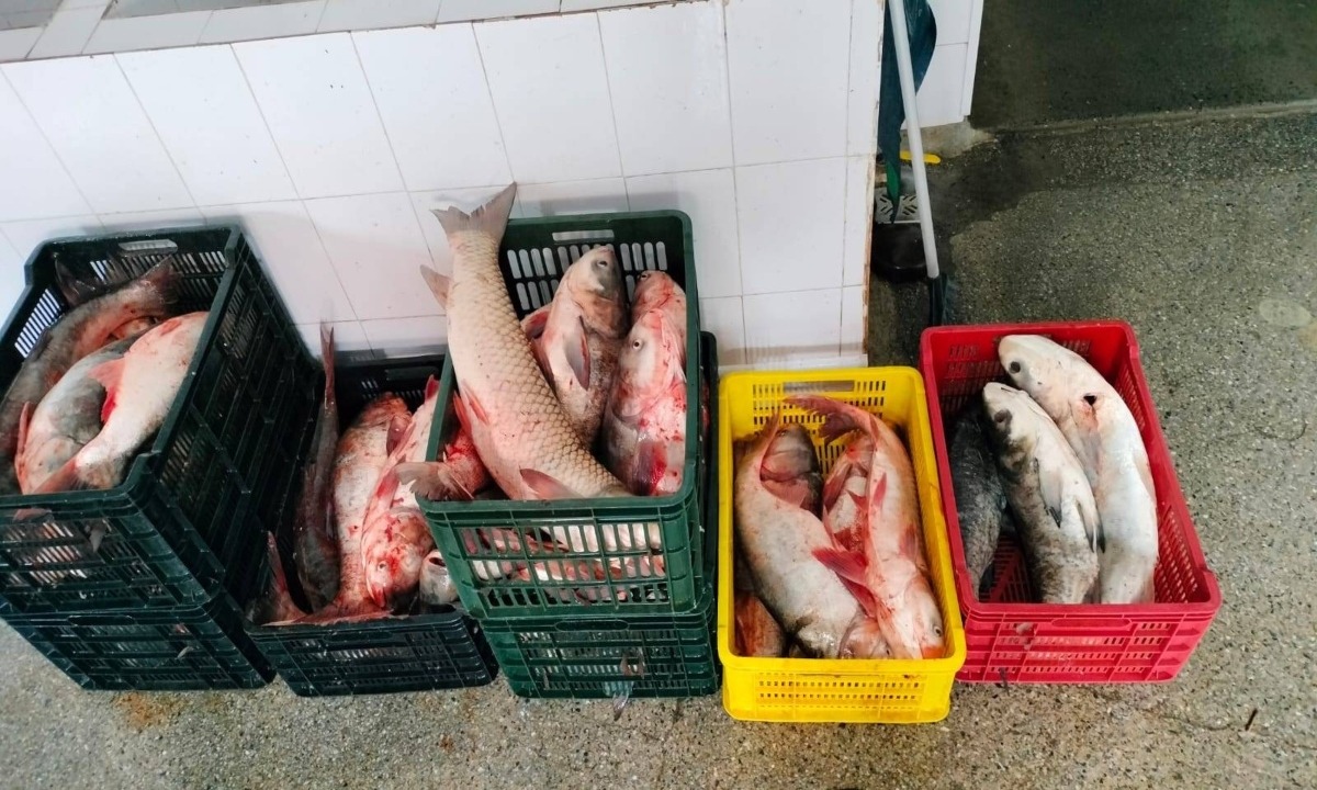 175 kg de pește, fără documente justificative, descoperite de polițiștii de frontieră tulceni, în portbagajul unui autoturism - img20240129wa00011-1706517696.jpg