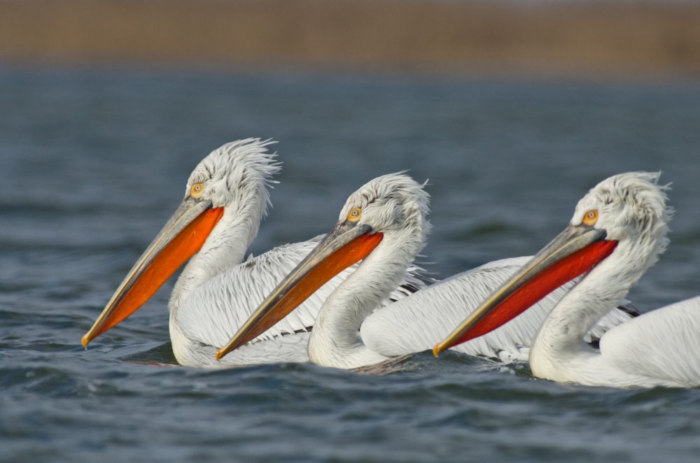 La Năvodari poate fi văzută singura colonie de pelicani creți, în afara Rezervației Delta Dunării - imgac85062e6c6ab2259756f9d1d5996-1682339384.jpg