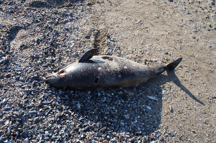 Încă un delfin mort pe plajele din Constanța - incaundelfin-1396978495.jpg