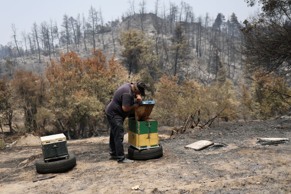 Incendiile din Grecia şi Turcia vor avea un impact devastator asupra albinelor - incendiile-1630247219.jpg