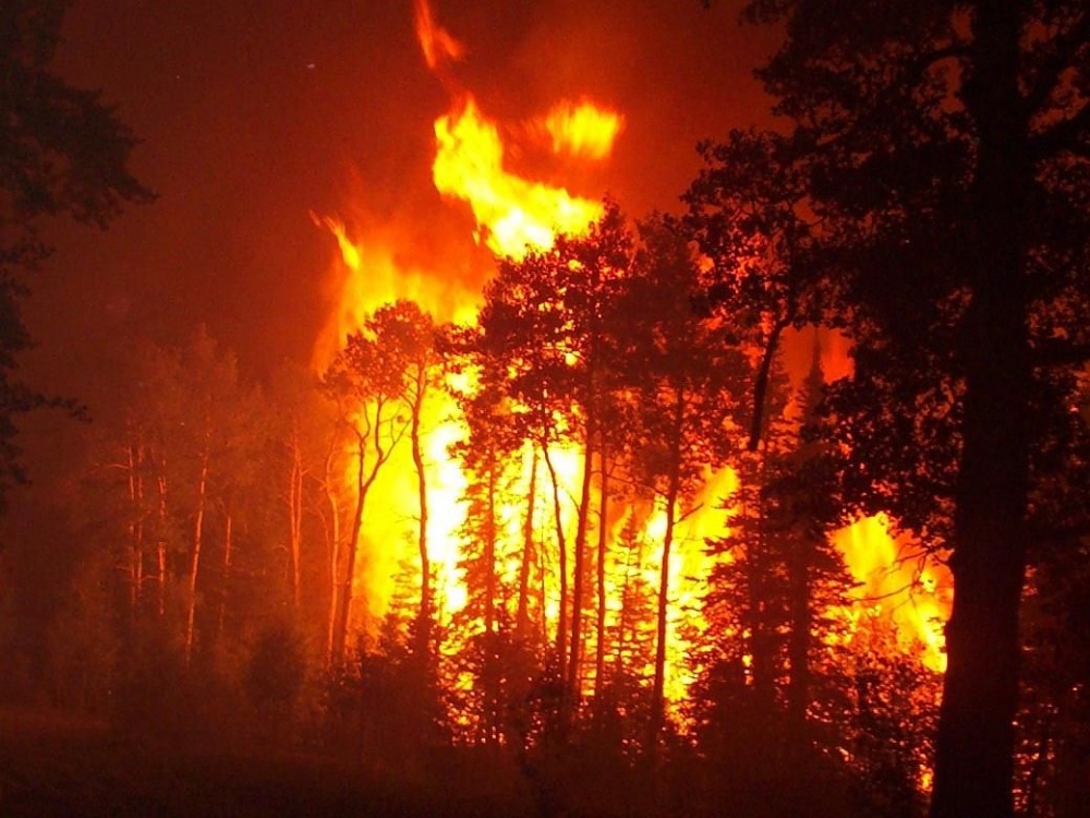 Incendiu în Rezervația Biosfera Delta Dunării - incendiu-1330532738.jpg