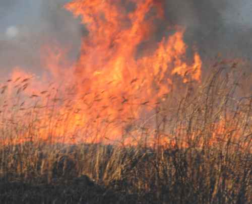 Incendiu de vegetație uscată în zona portului Constanța - incendiuvegetatie59-1331986303.jpg