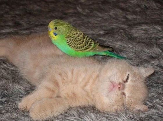 Pisicile și papagalii,  stresați de sărbători? - incrediblefriendship01-1324333172.jpg