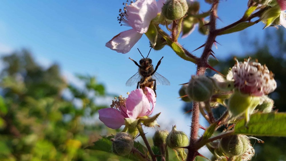 Inițiativă europeană pentru salvarea insectelor polenizatoare - initiativaeuropeanapentrusalvare-1674824455.jpg