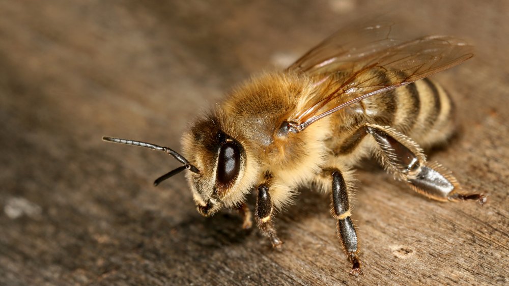 Atenţie! Înţepăturile albinelor pot fi fatale - intepaturialbine-1626186232.jpg