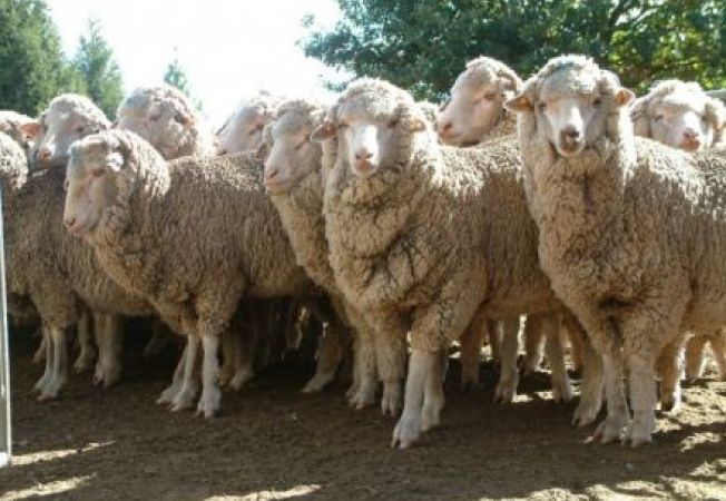 VEȘTI BUNE PENTRU ROMÂNIA! Interes major pentru exporturile românești de ovine și bovine în țările arabe - interesmajor-1449075651.jpg