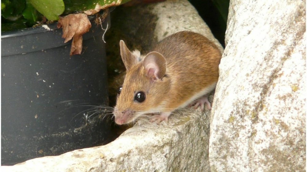 Disperare maximă! Invazie de şoareci în Australia - invaziedesoareci-1621964516.jpg