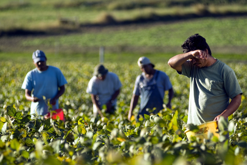 La ce riscuri sunt supuși lucrătorii din agricultură - itmlucratoriidinagricultura-1444924727.jpg