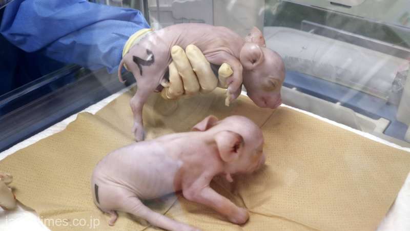 Japonezii clonează porci pentru a fi folosiți ca donatori de organe pentru oameni - japonia-clone-porci-transplant-1707850046.jpg