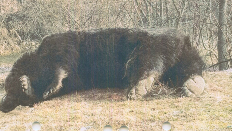 Arthur, cel mai mare urs din România, a fost ucis de un prinț din Austria - jmg9ndqwjmhhc2g9mje2mtc4yzzkndrl-1620214928.jpg