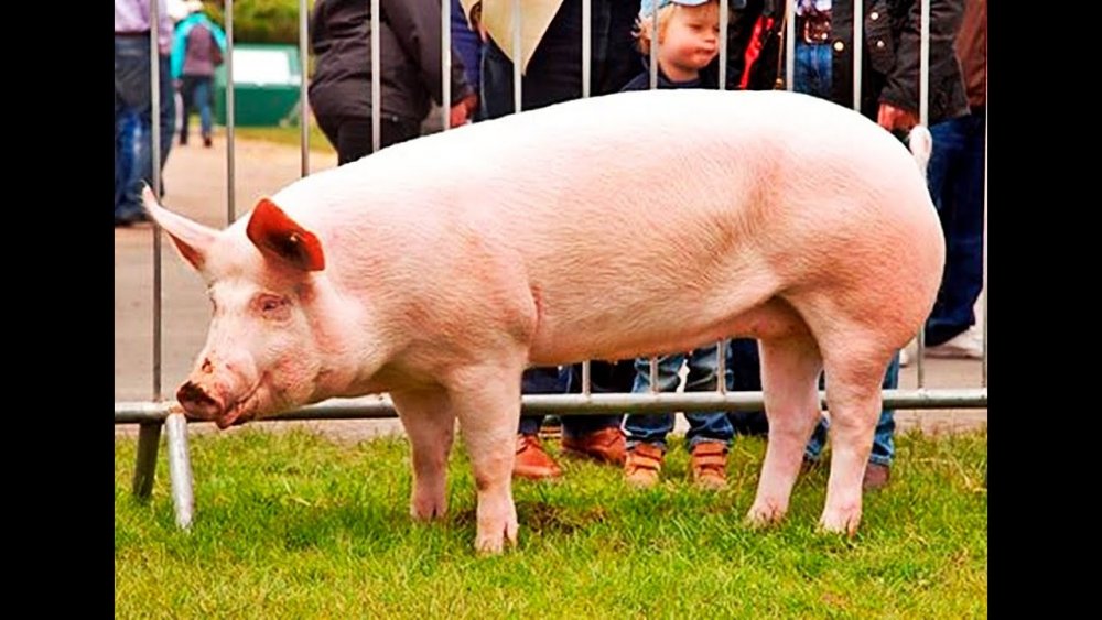 La Berlin se discută viitorul cărnii de porc - laberlinsediscutaviitorulcarniid-1579081885.jpg