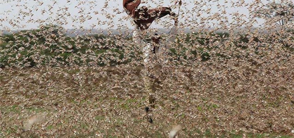 DISTRUG TOTUL ÎN CALE! Invazie-record de lăcuste în Somalia - lacu-1576685120.jpg