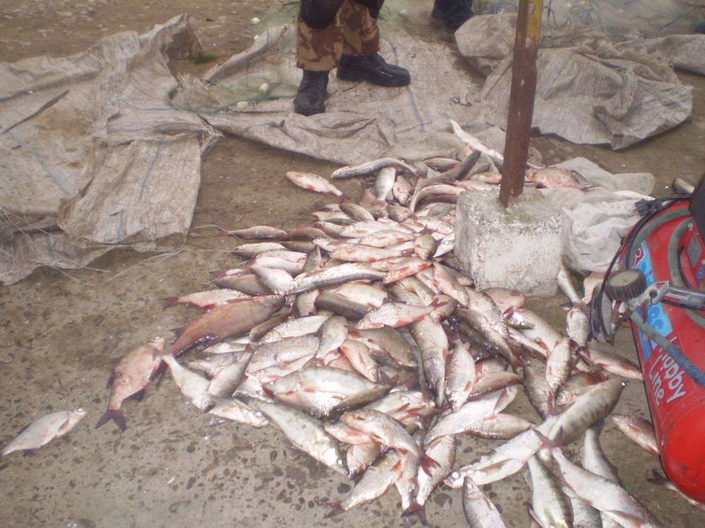 La pescuit în perioada de prohibiție - lapescuit-1393752574.jpg
