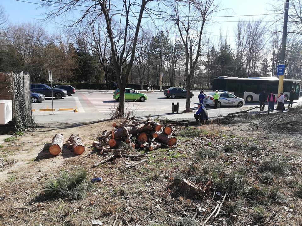 Copaci tăiați pe bulevardul Alexandru Lăpușneanu. Un investitor imobiliar se pregătește să ridice un bloc pe un fost spațiu verde - lapusneanu-1551871260.jpg