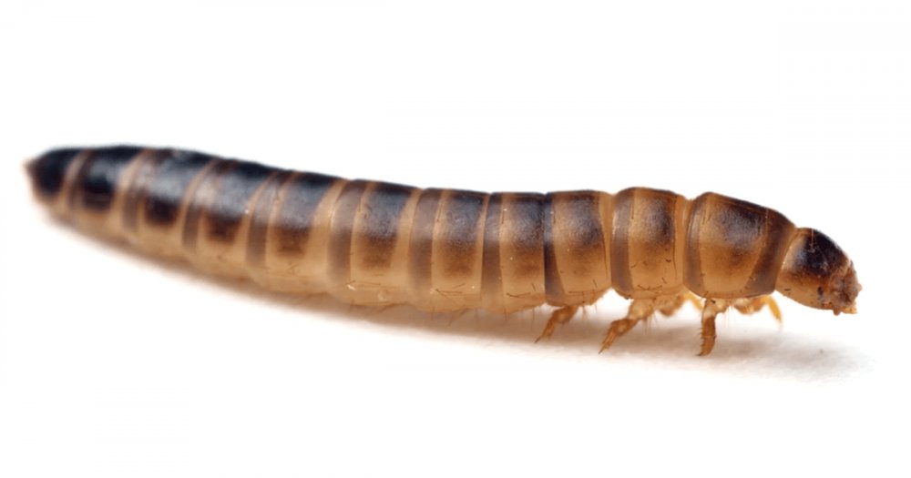 Petre Daea, despre larva gândacului de bălegar, aprobat de UE ca aliment comestibil: 