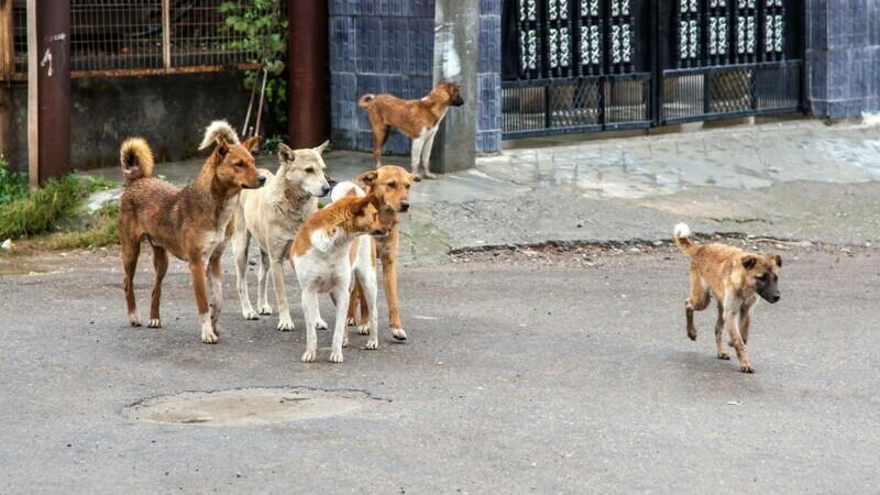 Președintele Klaus Iohannis a cerut modificarea legii gestionării câinilor fără stăpân - legea-cainilor-fara-stapani-1712581340.jpg
