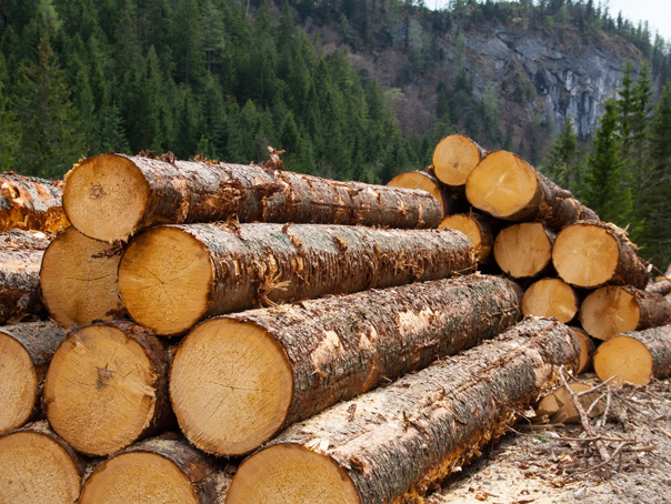 Anul trecut s-a recoltat un volum brut de 18,904 milioane metri cubi de lemn - lemnpadurepublimediashutterstock-1596985754.jpg