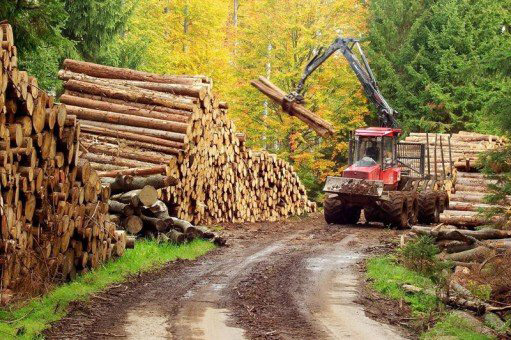 Lemnul  din pădure  se scumpește  cu 19% - lemnul-1403192129.jpg