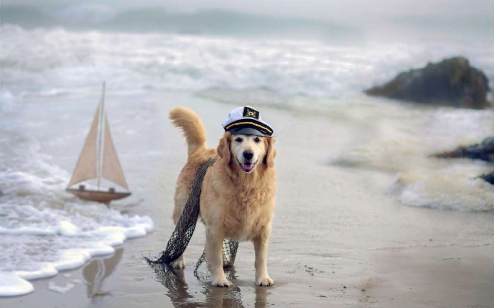 Liber cu câinii pe nisip! A fost promulgată legea care permite accesul animalelor de companie pe plajă - liber-1647594688.jpg