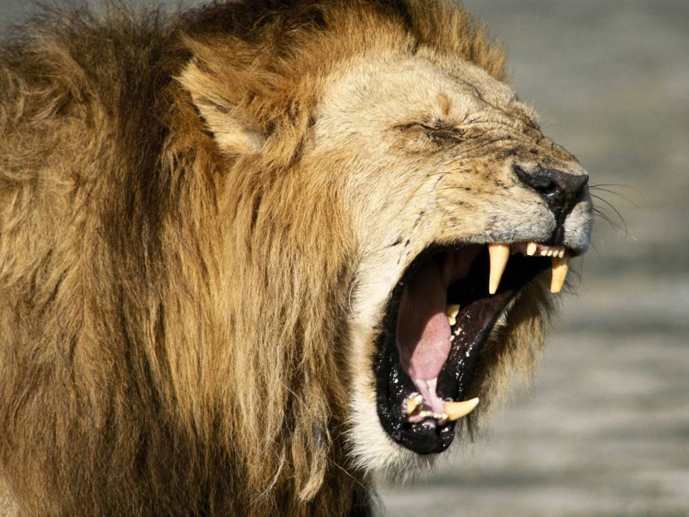 Alertă în România. Tânără mușcată de leu,  într-o zoo clandestină - lionroarwallpaperhighqualityrcpj-1448350246.jpg