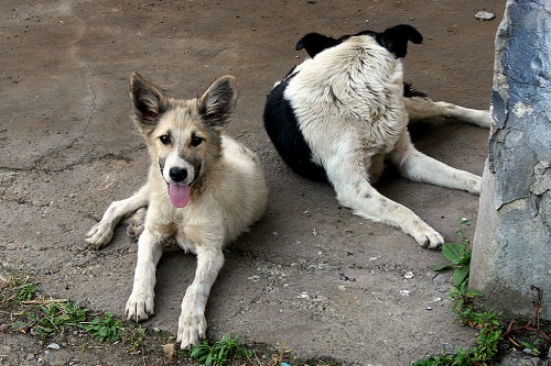 Primăria Constanța caută voluntari pentru câinii fără stăpân - maidanezi5267x5001318966823-1454333743.jpg